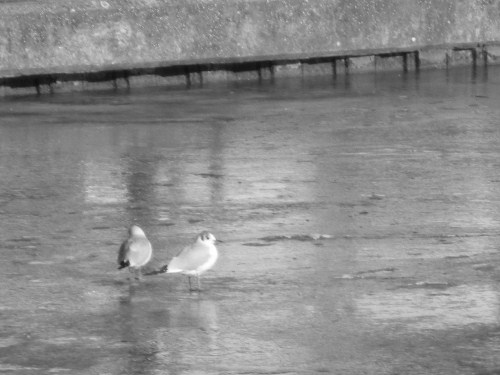 Des oiseaux marchent sur l'eau près de l'écluse de Sevran