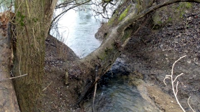 Villenoy - Gros arbre couché, avant le débouché dans la Marne — Photo AFLO - 2026