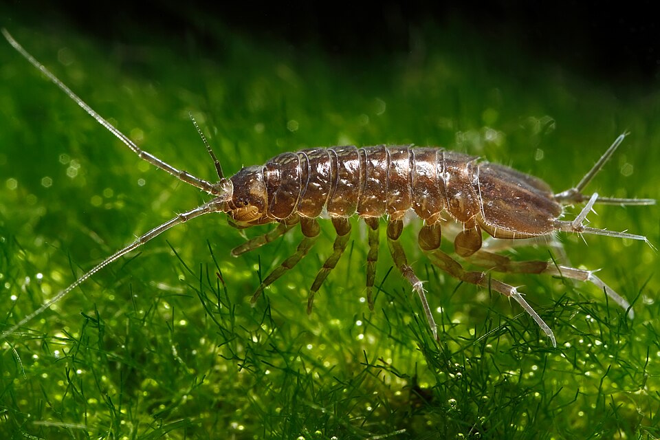 L'aselle d’eau douce (Asellus aquaticus)