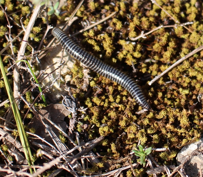L’iule « mille-pattes » (Ommatoiulus sabulosus aimatopodus)