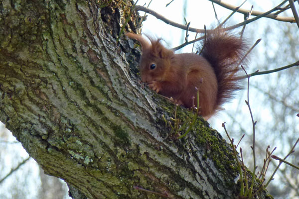 Juvénile de l'année dans le bois de Villers