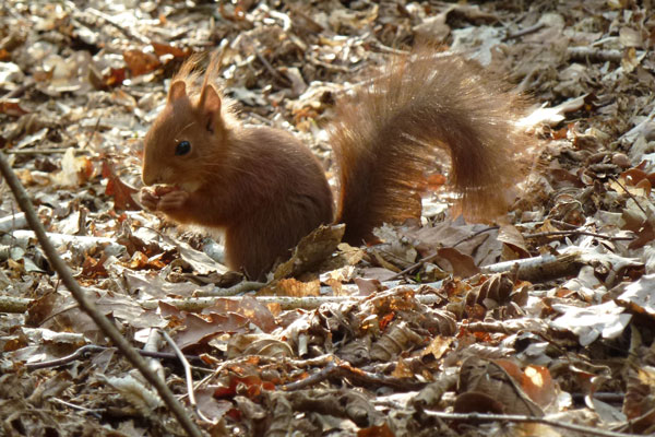 Juvénile de 9 à 10 semaines dans le bois de Villers