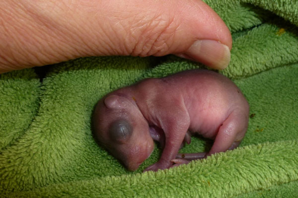 Bébé écureuil âgé de 8 jours au Centre de soins