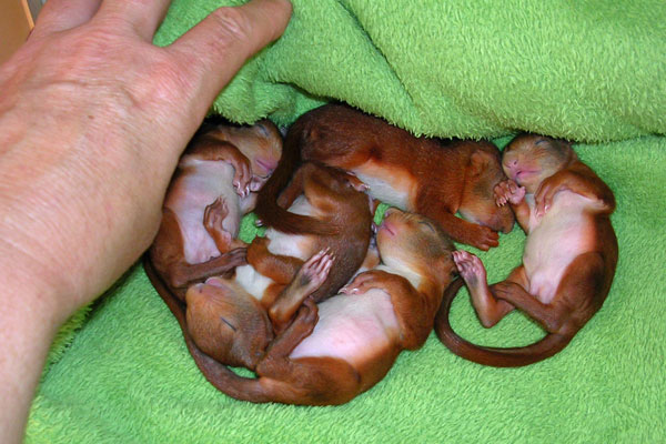 Bébé écureuil âgé de 3 semaines au Centre de soins
