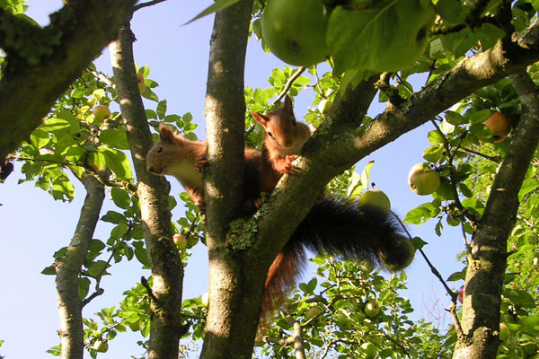 Femelles âgées de 9 Semaines dans le bois de Villers