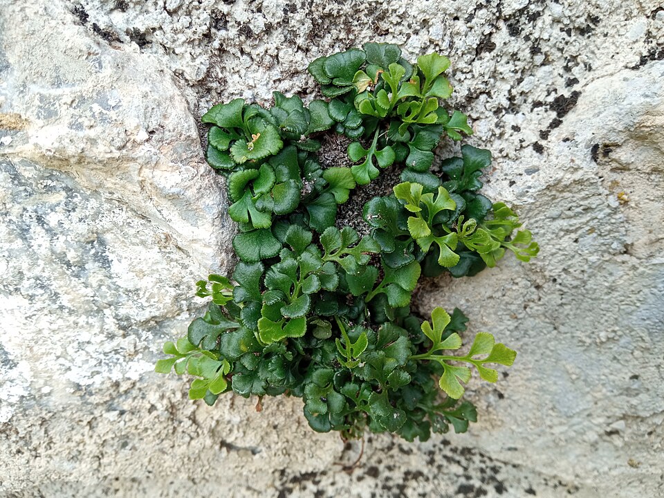 La rue des murailles (Asplenium ruta-muraria)