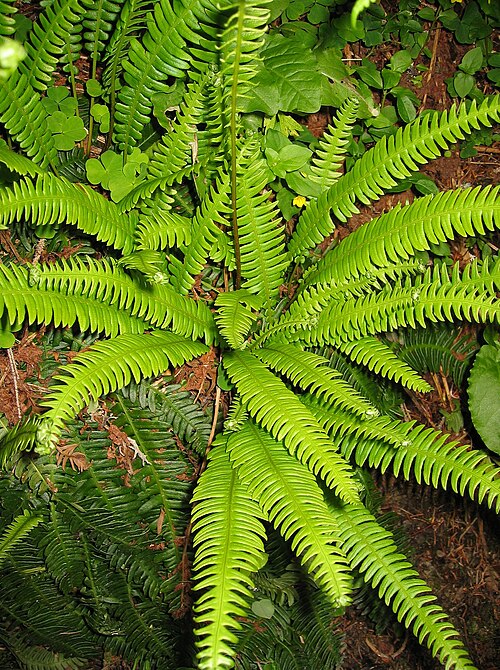 Le blechnum (Blechnum spicant)