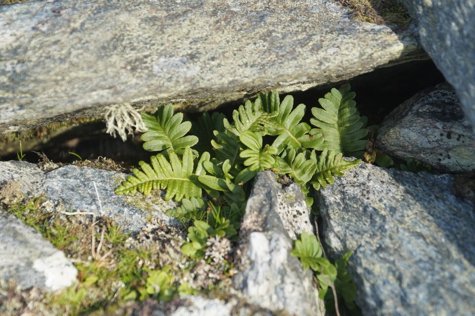 Le polypode commun (Polypodium vulgare)