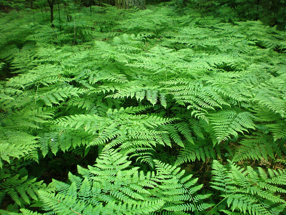 La fougère aigle commune (Pteridium aquilinum)