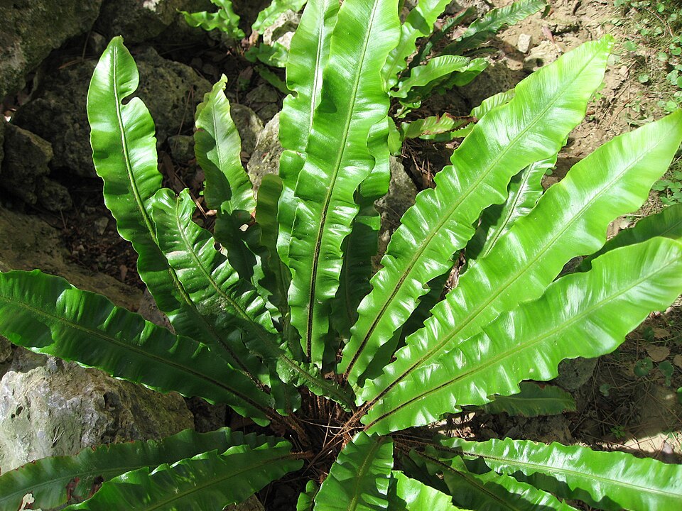 La scolopendre (Phyllitis scolopendrium)