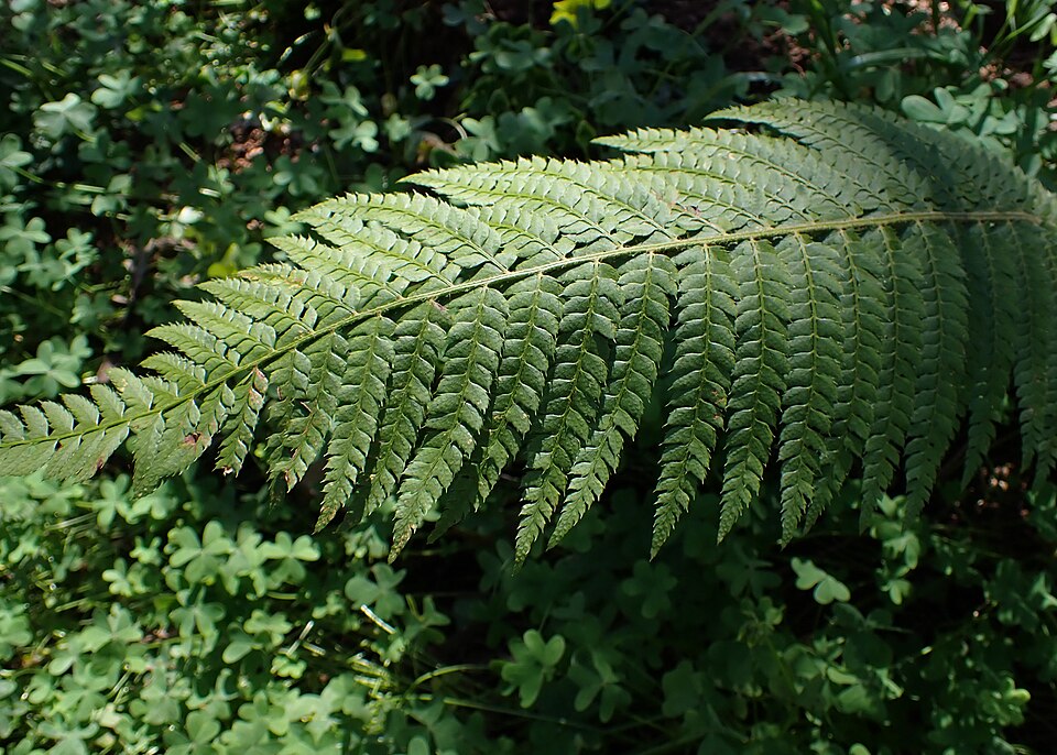 Le polystic à soies (Polystichum setiferum)