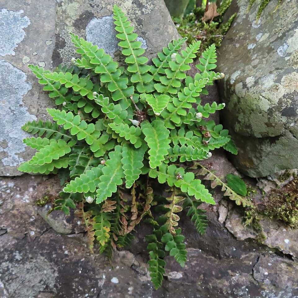 Le ceterach (Asplenium ceterach)