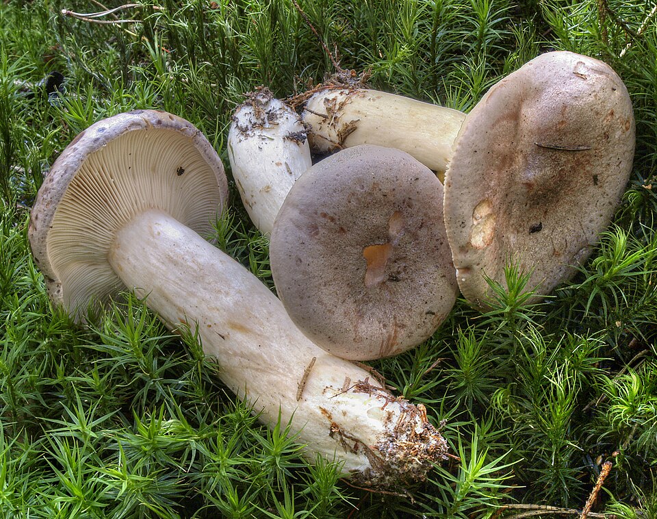 Le lactaire trivial (Lactarius trivalis)