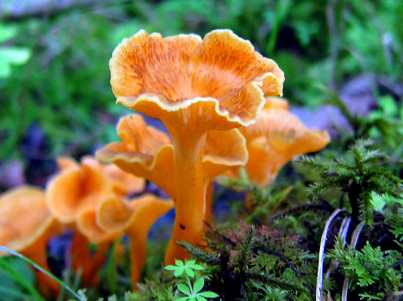 La chanterelle jaune (Cantharellus luteocomus)