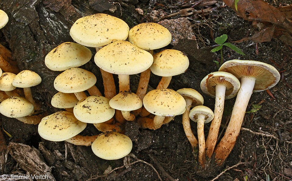 La pholiote des aulnes (Pholiota alnicola)