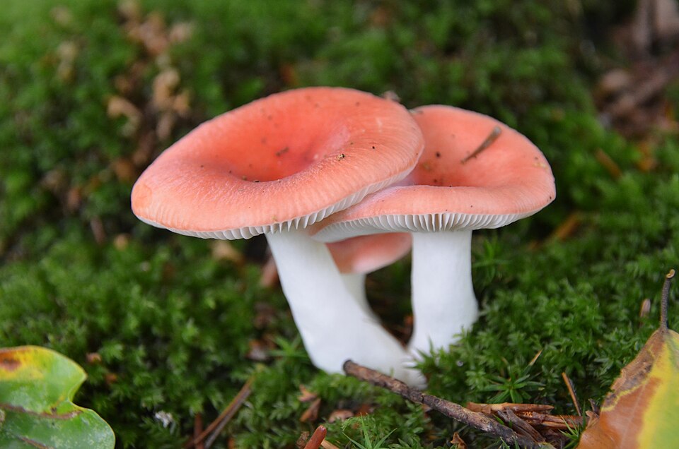 La russule des marais (Russula paludosa)