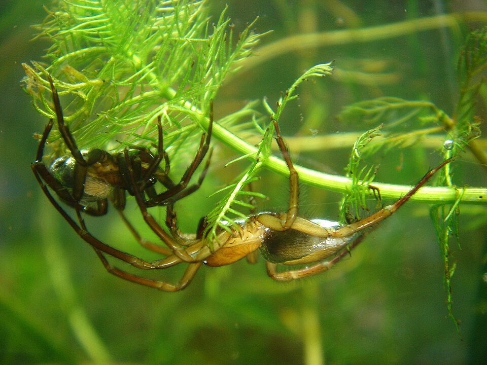 L’argyronète (Arachnide) (Argyroneta aquatica)