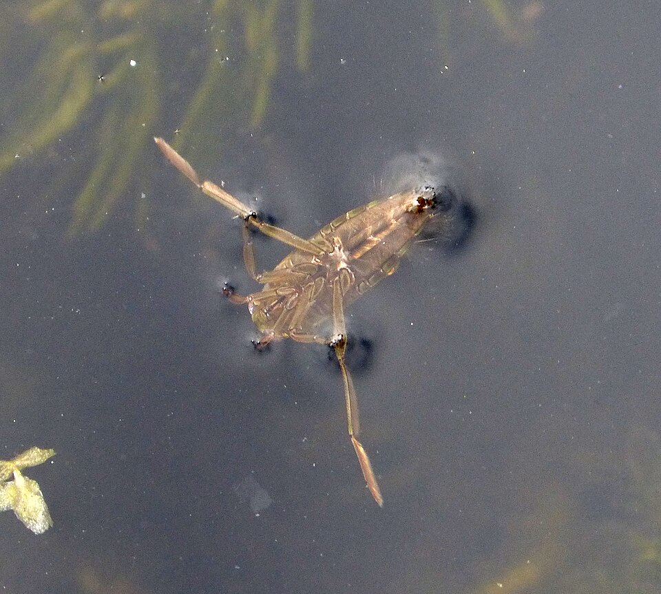 La notonecte (Notonecta maculata)
