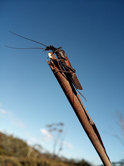 La perle (Plecoptera)