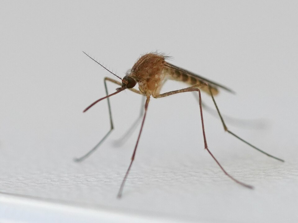 Le moustique commun (Culex pipiens)