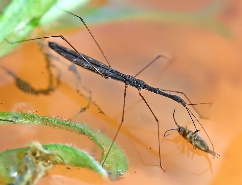 L’hydromètre (Hydrometra stagnorum)