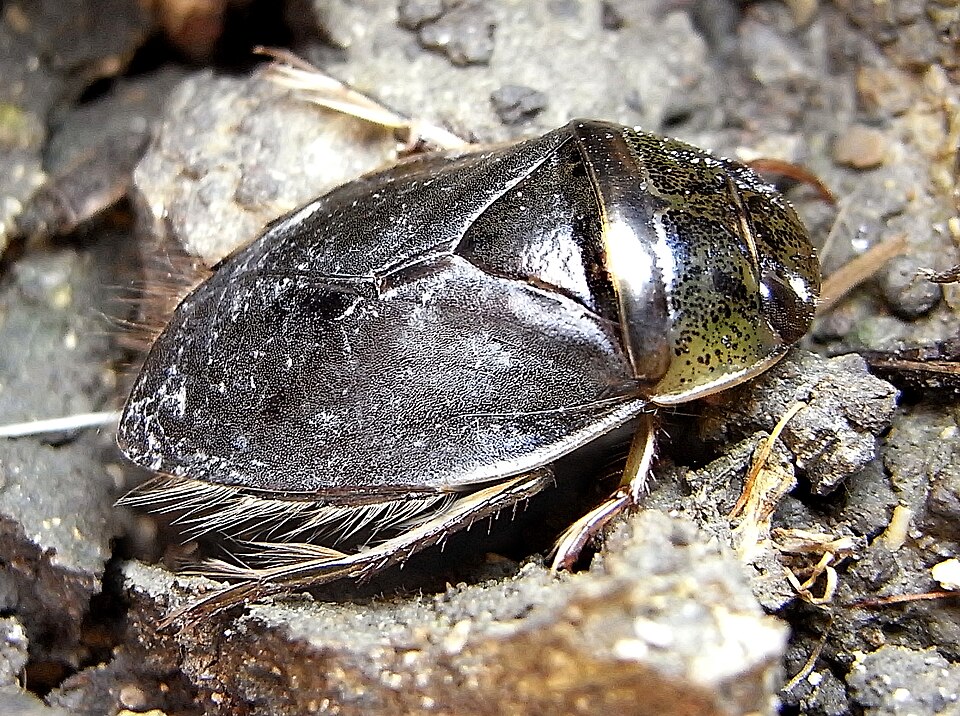 La naucore (Ilyocoris cimicoides)