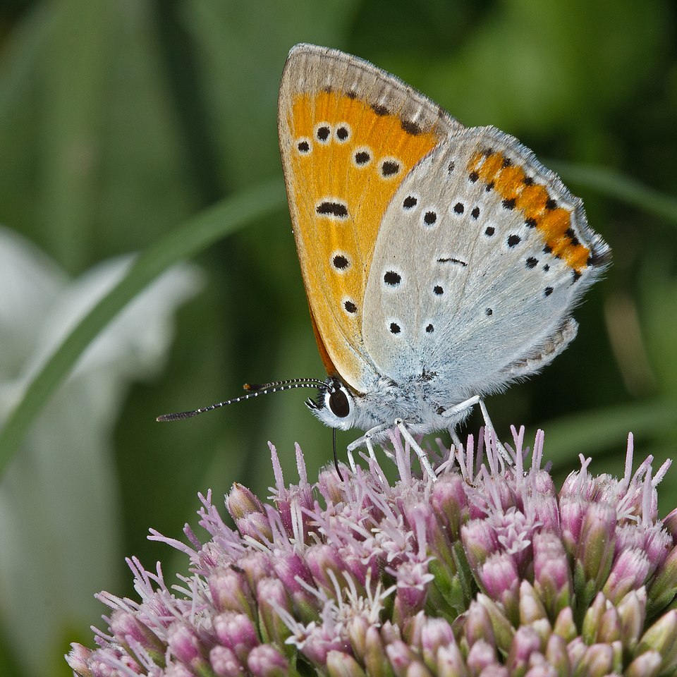 Le cuivré des marais (Lycaena Dispar)