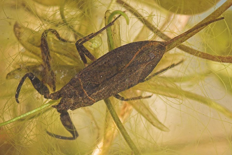 La nèpe (Nepa rubra)