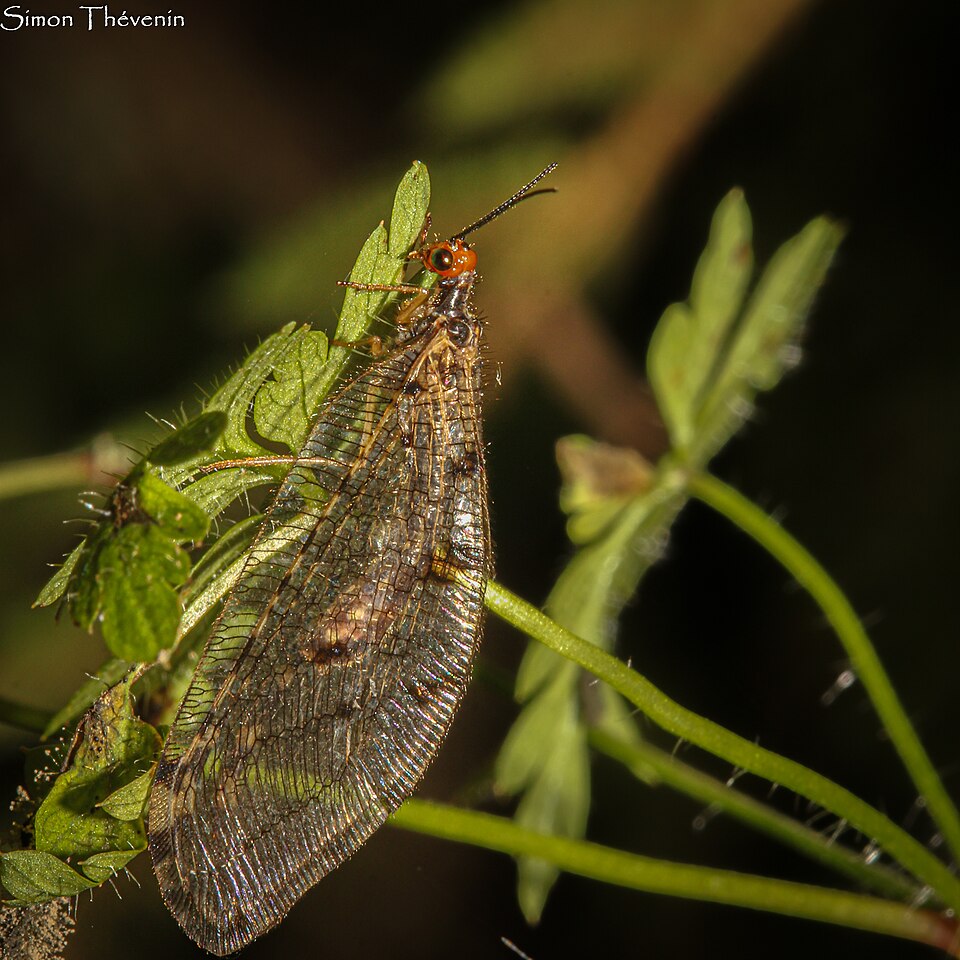 L’osmyle à tête jaune (Osmylus fulvicephalus)
