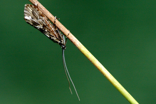 La phrygane (Phryganea bipunctata)