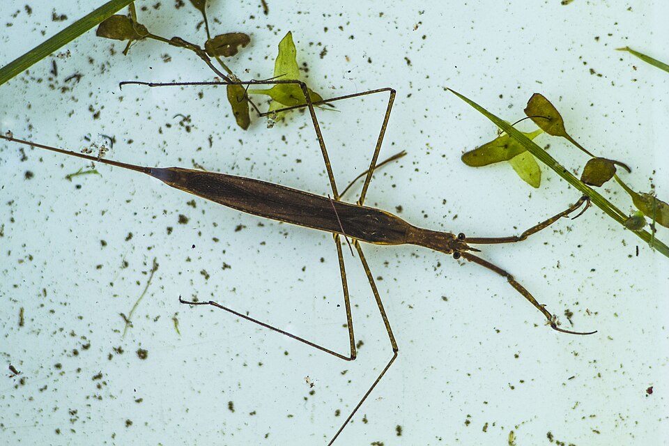 La ranatre (Ranatra linearis)