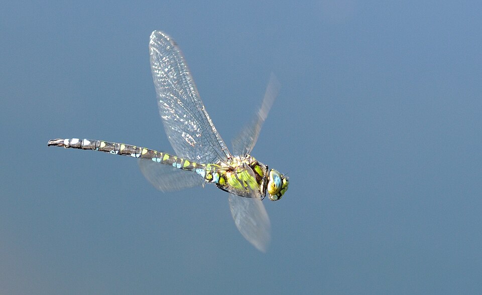 L’&aelig;schne bleue (Aeshna cyanea)
