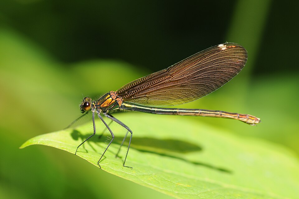 La demoiselle vierge (Calopteryx virgo)