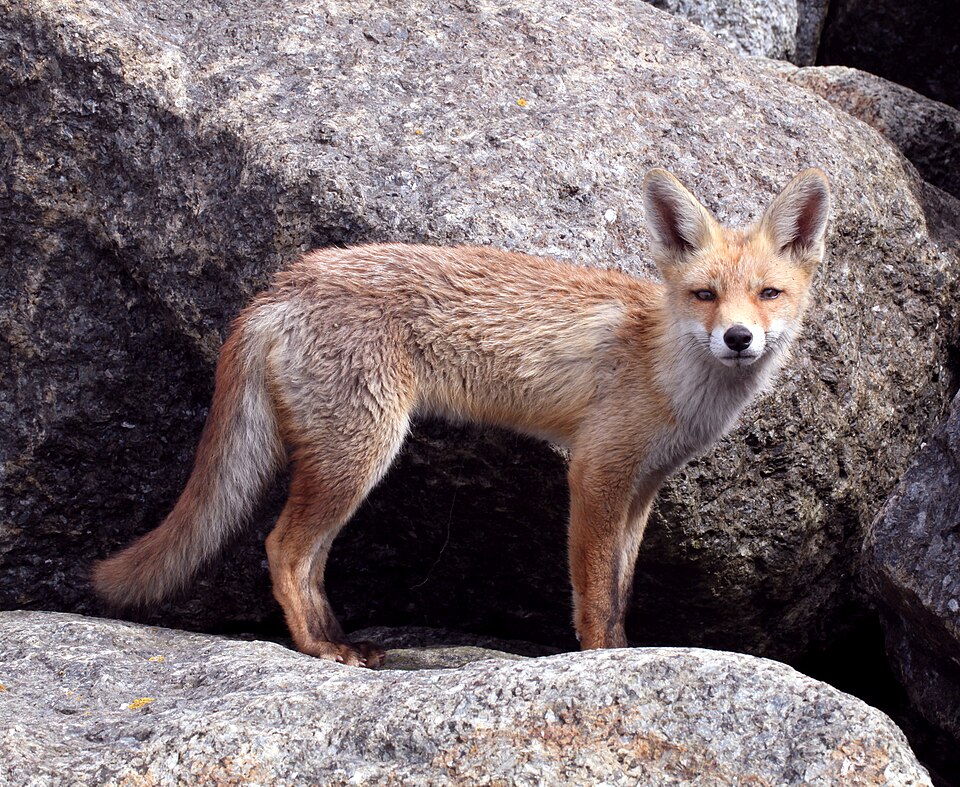 Le renard roux (Vulpes vulpes)
