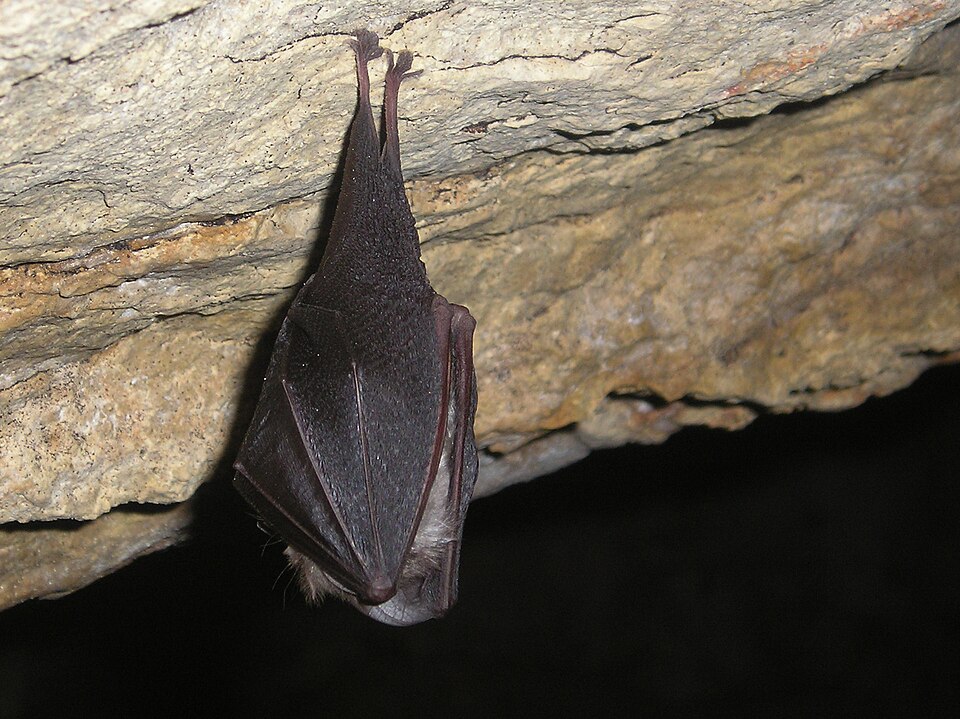 Le petit rhinolophe (Rhinolophus_hipposideros)