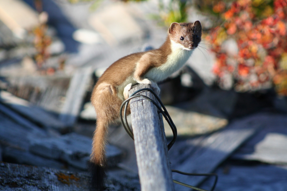 La belette (Mustela nivalis)