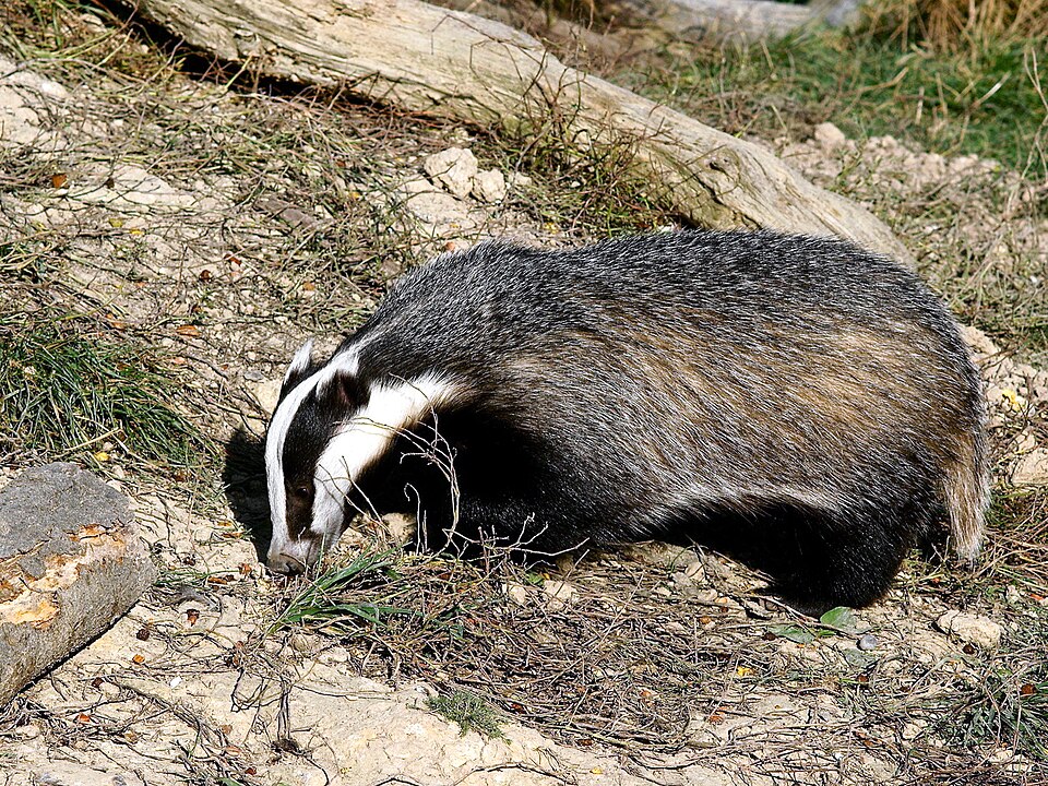 Le blaireau (Meles meles)
