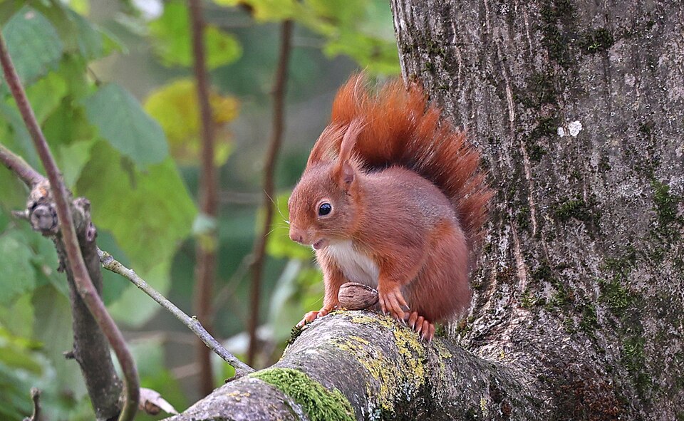 L’écureuil roux (Sciurus vulgaris)