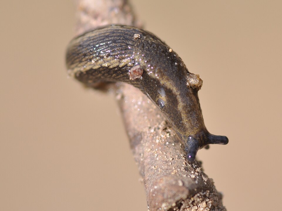 La loche noire des jardins (Arion hortensis)