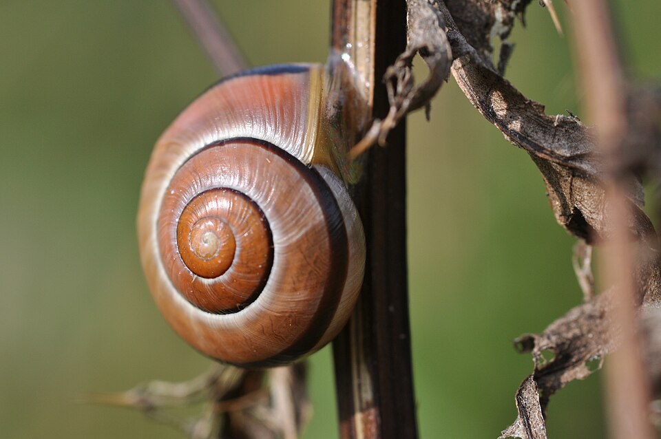 La demoiselle des jardins (Cepaea hortensis)