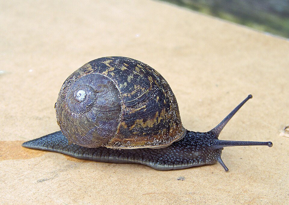 Le petit gris (Helix aspersa)
