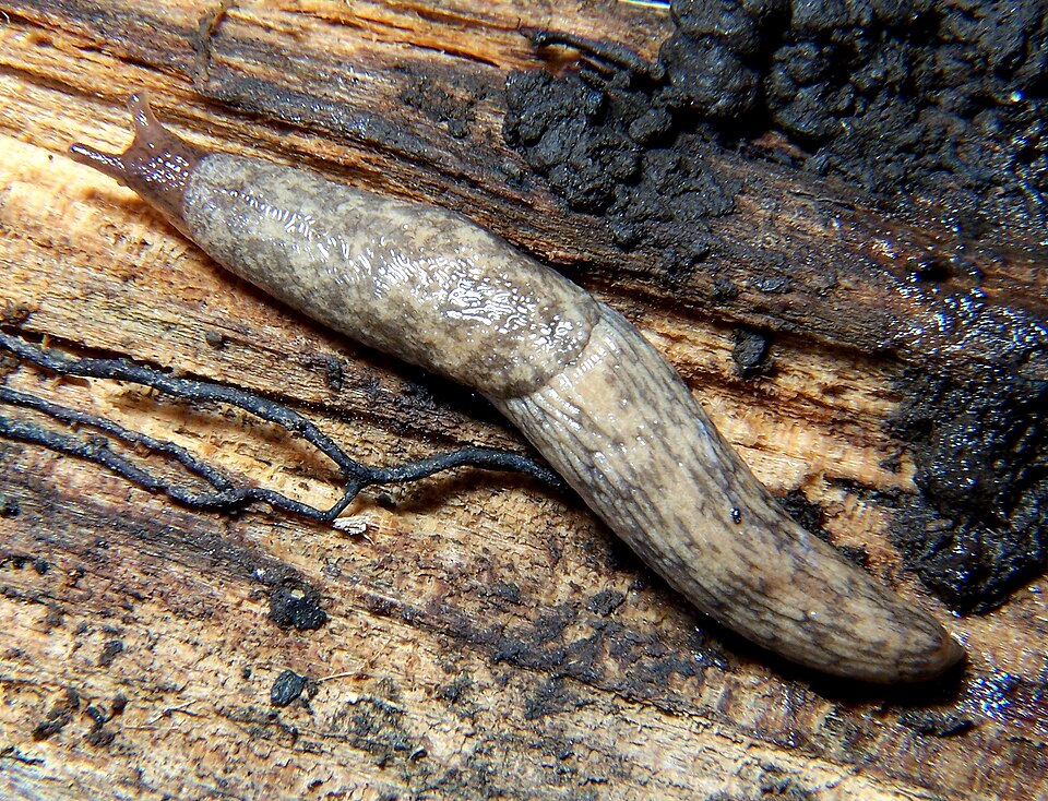 La laiteuse des champs (Deroceras reticulatum)