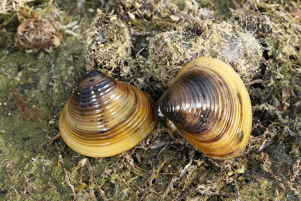 La corbicule asiatique (Corbicula fluminea)