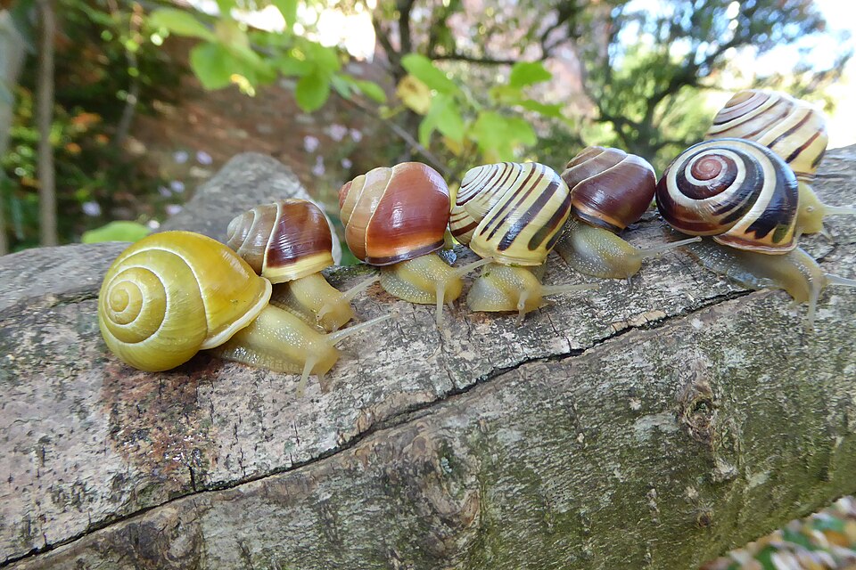 L’escargot des haies (Cepaea nemoralis)