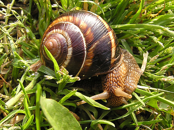 L’escargot turc (Helix lucorum)