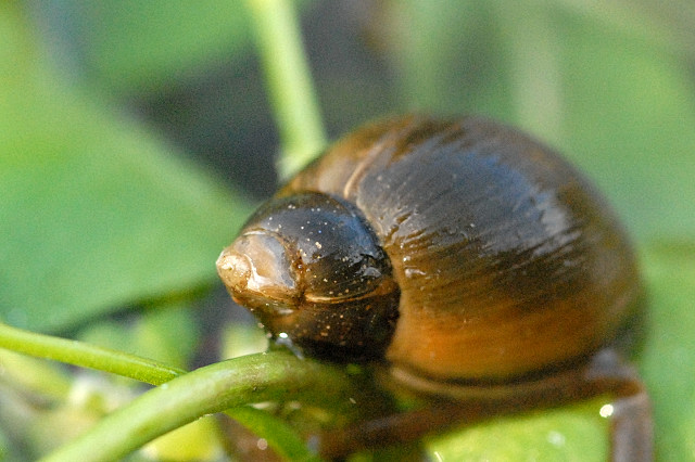 La limnée commune (Radix balthica)