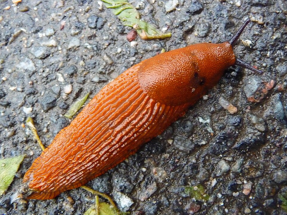 La grande loche (Arion rufus)