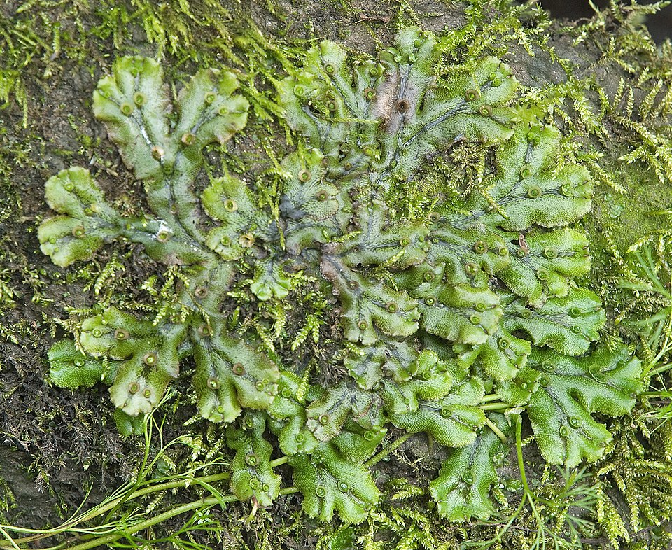 Marchantia polymorpha