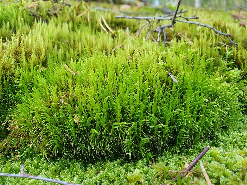Dicranum scoparium