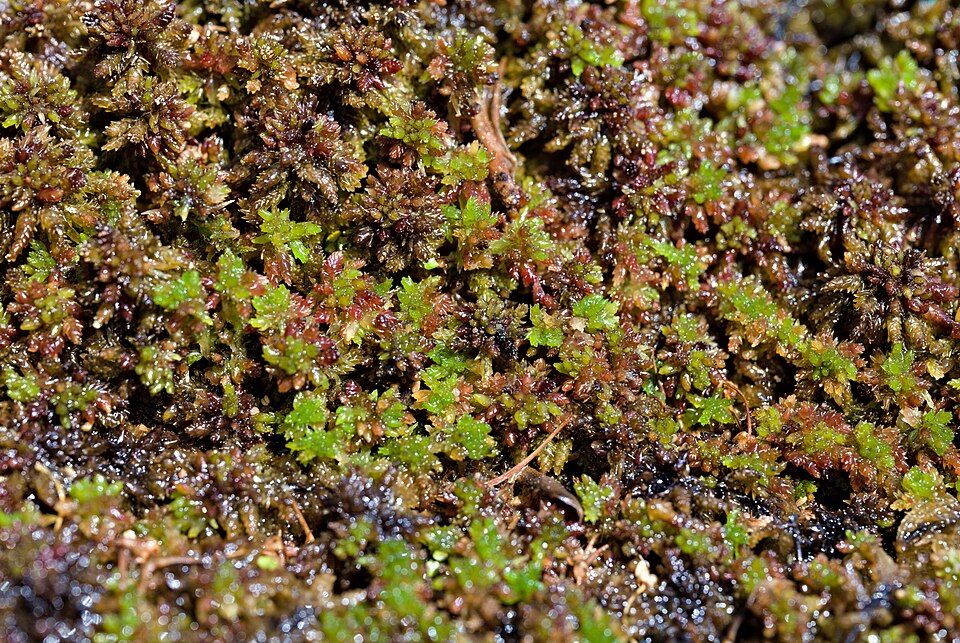 Sphagnum magellanicum